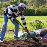 Installing flower bed at Railroad Park restoration event in Queens, NY